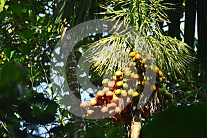 Areca palm tree and the fruit
