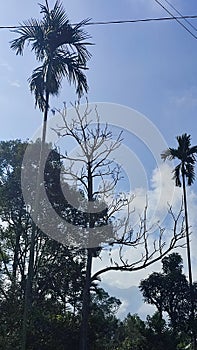 areca palm trees in the village