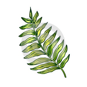 Areca Palm Tropical Exotic Leaf Color Hand Drawn Vector