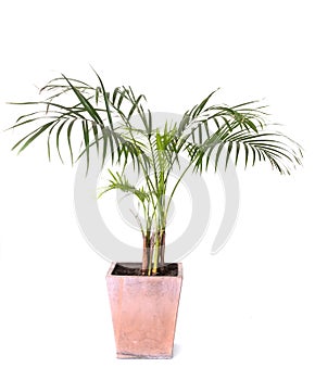 Areca palms in studio