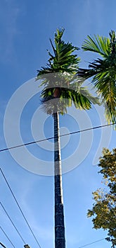 Areca tree sky