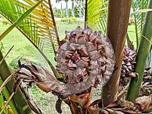 The Arecaceae are a botanical family of perennial plants.