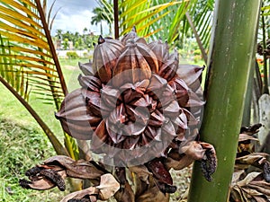 The Arecaceae are a botanical family of perennial plants. photo