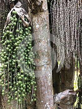 ARECACEAE caryoto mitis lour Dypsis lutescens Perennial plants