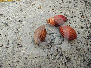 Arecaceae palm seed that has dried on the floor,closeup of palm dry seed.