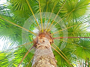 Arecaceae or palm tree. Close up of tree bark fiber texture with green leaves and sunlight. Summer. Beautiful plant