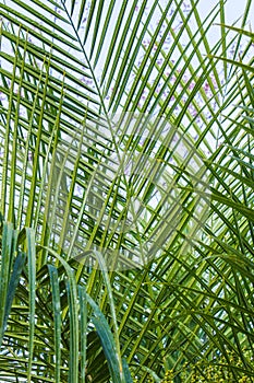 Arecaceae or Palmae photo