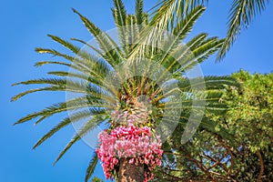 Arecaceae, Phoenix canariensis palm tree in Amalfi Coast at sunny sky, Italy