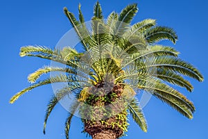 Arecaceae, Phoenix canariensis palm tree in Amalfi Coast at sunny sky, Italy