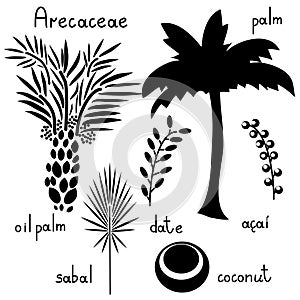 Arecaceae plants set