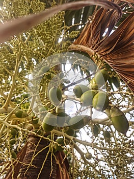 Arecaceae tree seeds in the garden during the day taken with a low angel