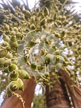 Arecaceae tree seeds in the garden during the day taken with a low angel