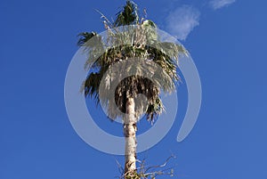 Arecaceae photo