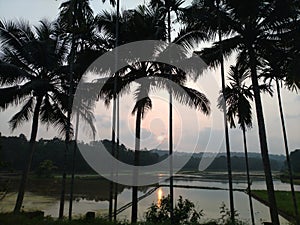 sun between cocanut tree