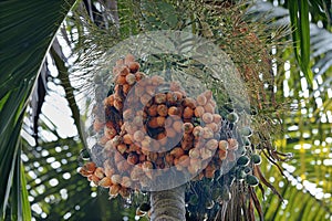 Arecanut palm and nuts