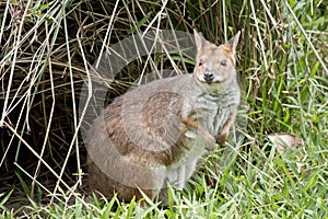 This is ared-legged pademelon