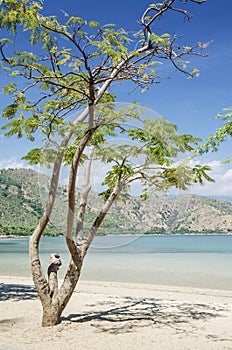 Areia branca beach near dili east timor photo