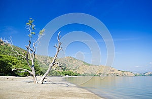 Areia branca beach near dili east timor photo