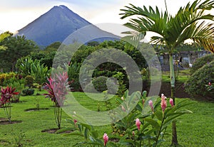 Arenal Volcano and Palm Tree