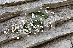 The Arenaria gracilis growing from the cracks in the sedimentary limestone rocks