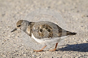 Arenaria interpres, ruddy turnstone