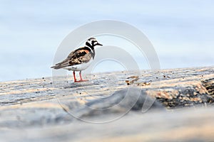 Arenaria interpres, Turnstone