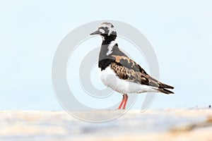 Arenaria interpres, Turnstone