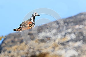 Arenaria interpres, Turnstone