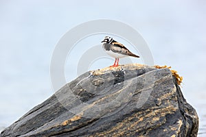 Arenaria interpres, Turnstone