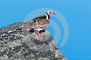 Arenaria interpres, Turnstone