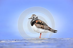 Arenaria interpres, Turnstone