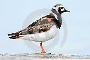 Arenaria interpres, Turnstone