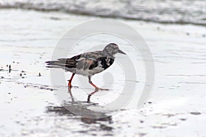 Arenaria interpresBird