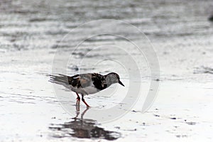 Arenaria interpresBird naturaleza