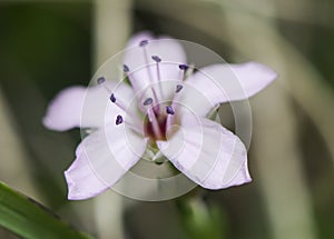   pequeno a extrano púrpura montana flor 