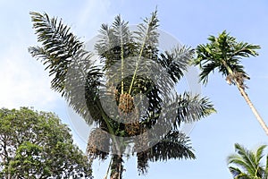 Arenga pinnata, Arenga saccharifera is an economically important feather palm native to tropical Asia