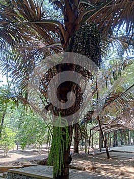 arenga pinnata fruit hanging on the tree. Arenga saccharifera is an economically important feather palm native to tropical Asia