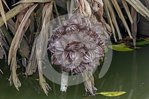 Arenga pinnata is the fruit of the palm family.