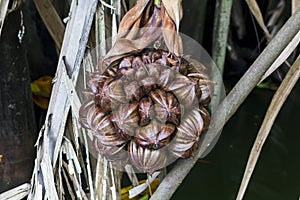 Arenga pinnata is the fruit of the palm family.