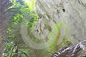 arenga pinnata palm tree with stone wall of cave