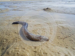 Arenicola marina on the german beach_Wattwurm