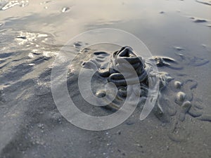 Arenicola marine on the beach sand