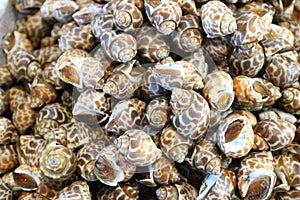 Areola babylon or spotted babylon fresh raw seafood shell in the market