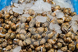 Areola babylon or spotted babylon in the seafood market.