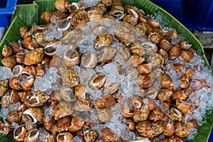 Areola babylon or spotted babylon in the seafood market. Fresh Spotted Babylon on a tray and container with ice on shell in market