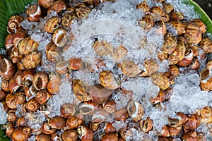 Areola babylon or spotted babylon in the seafood market. Fresh Spotted Babylon on a tray and container with ice on shell in market