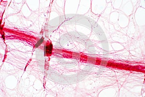 Areolar connective tissue under the microscope view.