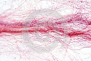 Areolar connective tissue under the microscope view