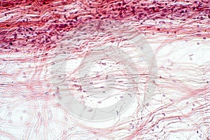 Areolar connective tissue under the microscope view