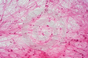 Areolar connective tissue under the microscope view